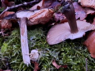 Pluteus atromarginatus