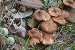 Inocybe tenebrosa