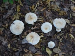 Tricholoma stiparophyllum