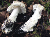 Amanita strobiliformis