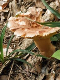 Lactarius helvus