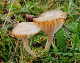 Cuphophyllus colemannianus