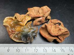 Entonaema cinnabarinum