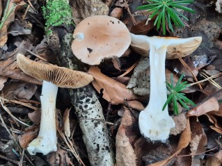 Cortinarius sebaceus