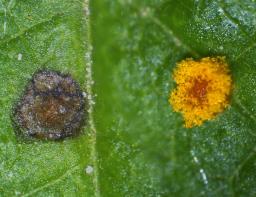Phragmidium rubi-idaei