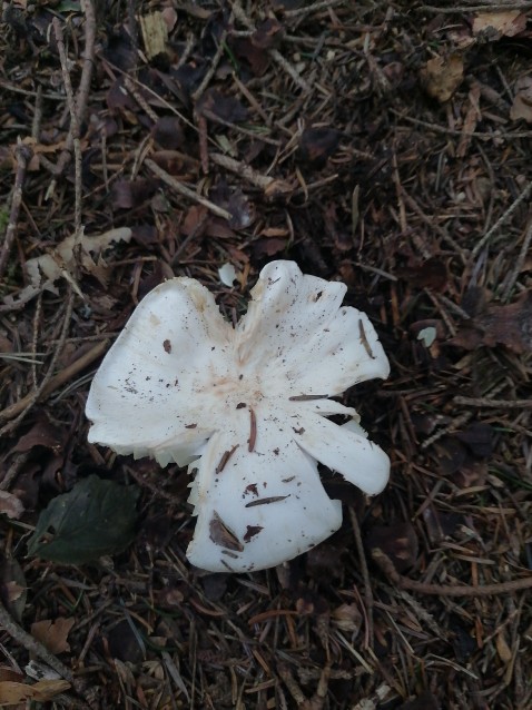 Tricholoma columbetta