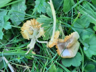 Gliophorus psittacinus