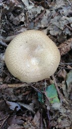 Paxillus involutus