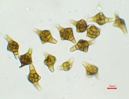 Phragmotrichum chailletii