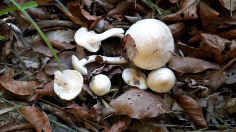 Hygrophorus fagi