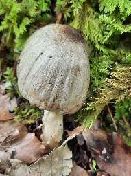 Coprinopsis romagnesiana