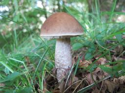 Leccinellum pseudoscabrum
