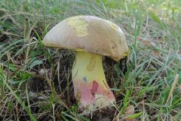 Butyriboletus fechtneri