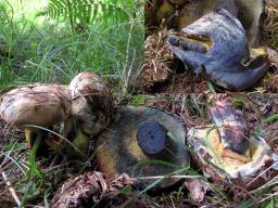 Cyanoboletus pulverulentus