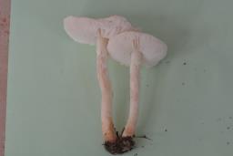 Lepiota erminea