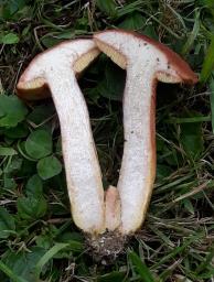 Xerocomus silwoodensis