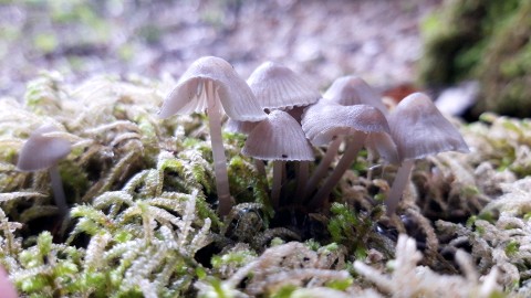 Mycena leptocephala