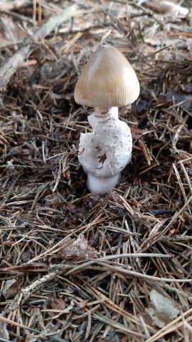 Amanita battarrae