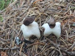Geastrum quadrifidum
