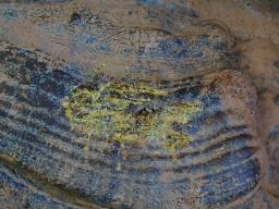 Ganoderma pfeifferi
