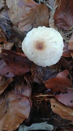 Lepiota clypeolaria