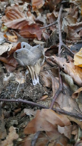 Helvella lacunosa