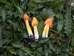 Hygrocybe acutoconica