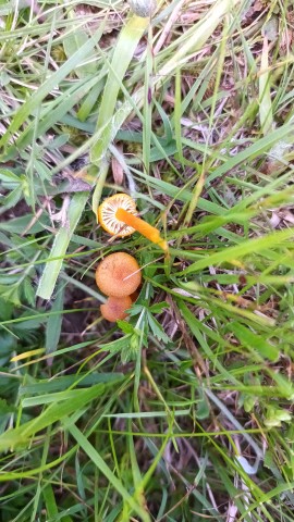 Hygrocybe