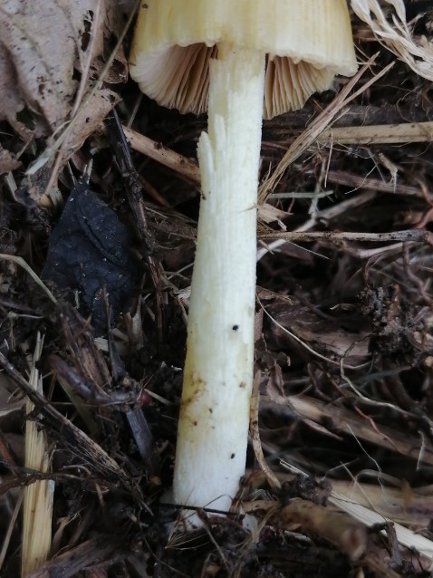 Bolbitius titubans