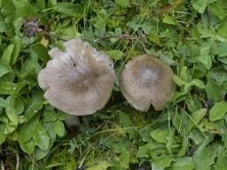 Entoloma ochreoprunuloides