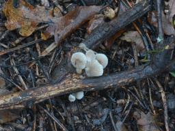 Mycena arcangeliana