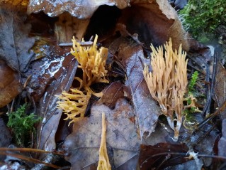 Ramaria stricta