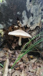 Pluteus cervinus