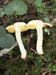 Xerocomus ferrugineus