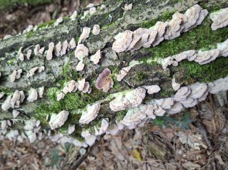 Trichaptum biforme