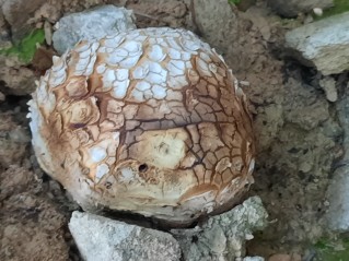 Scleroderma citrinum