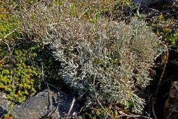 Cladonia rangiformis