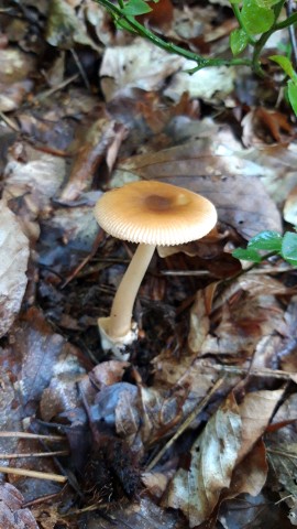 Amanita fulva