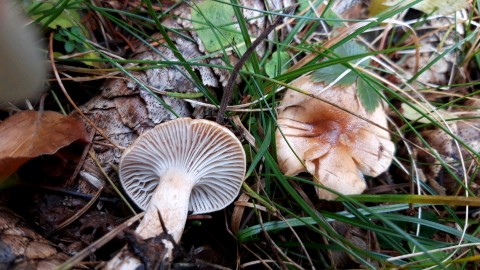 Hygrophorus discoideus