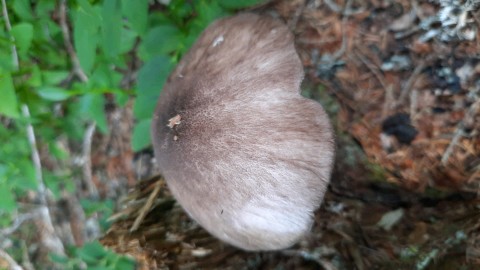 Pluteus atromarginatus