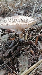 Chlorophyllum olivieri