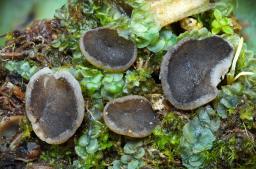 Pindara terrestris