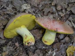 Butyriboletus regius