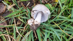 Coprinopsis atramentaria