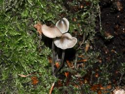 Mycena amicta