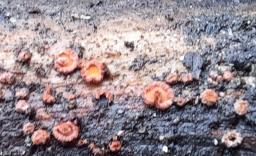 Perrotia flammea