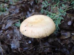 Russula curtipes