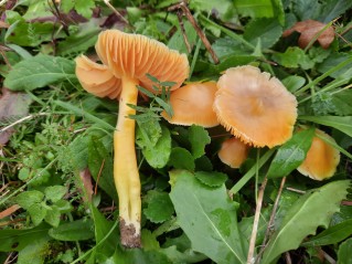 Hygrocybe quieta