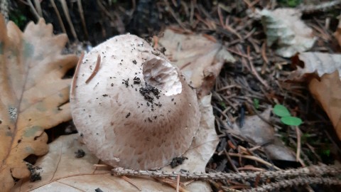 Agaricus sylvicola