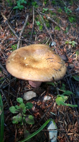 Russula olivacea